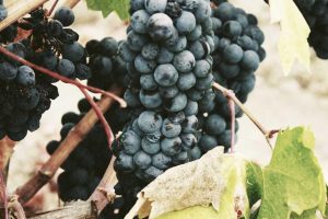 Conseils pour une vie plus durable en 2025