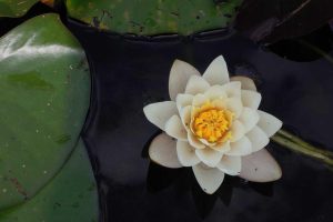 Stratégies innovantes pour un prêt auto avantageux en 2025